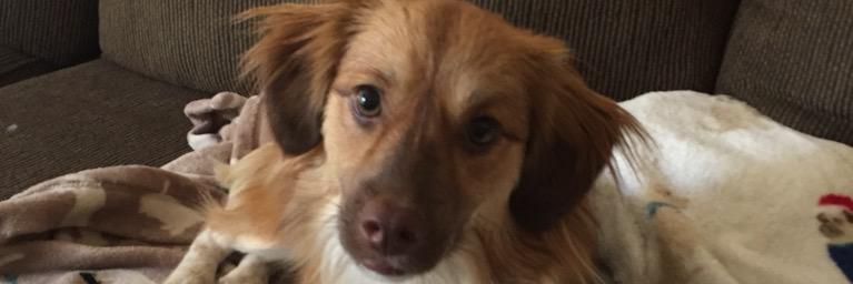 Penny Scarbrough banner