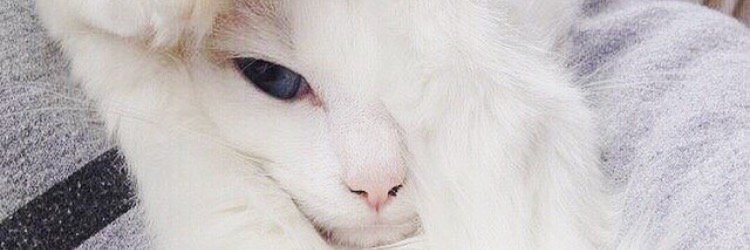 Badcubana's profile banner image