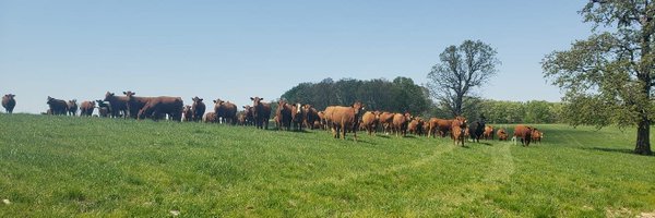 CynthiRamsey Profile Banner