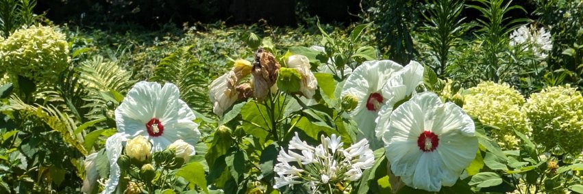 Botanical_Andie's profile banner image