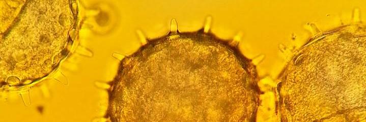 Hannah M Carroll, Ph.D. banner