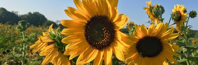 LeahPewitt's profile banner image