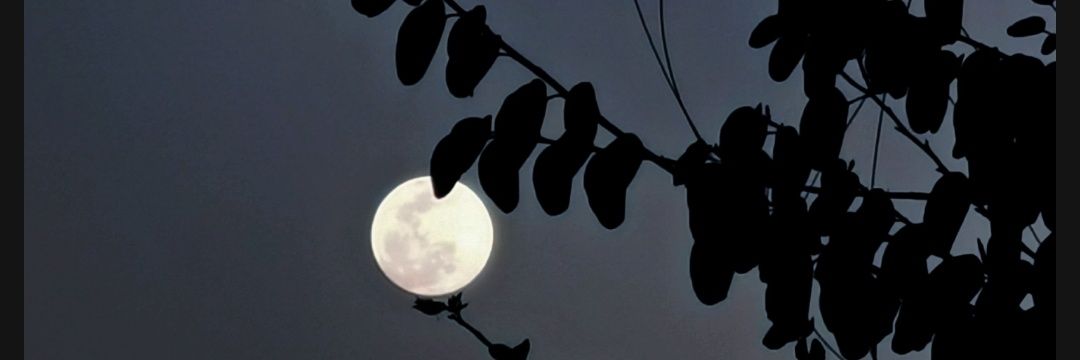 lymon_cito's profile banner image