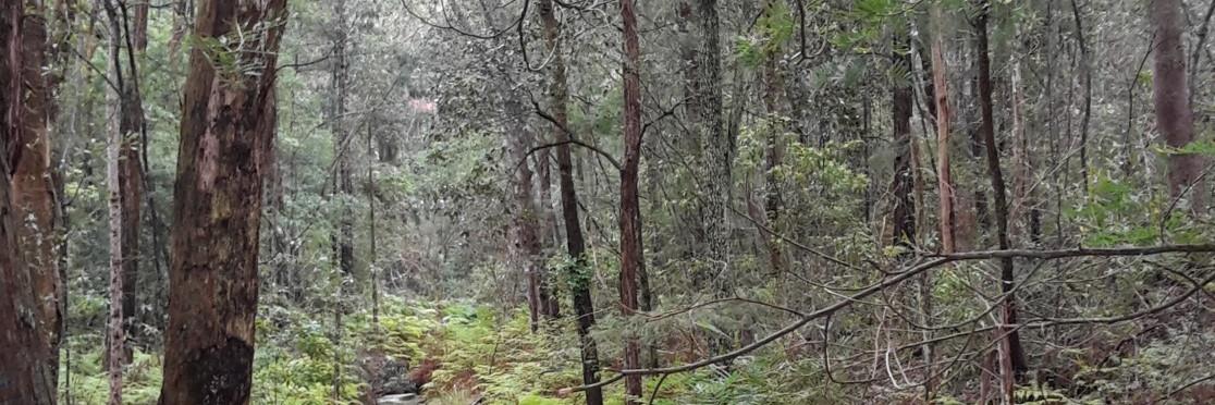 Sue Bate banner