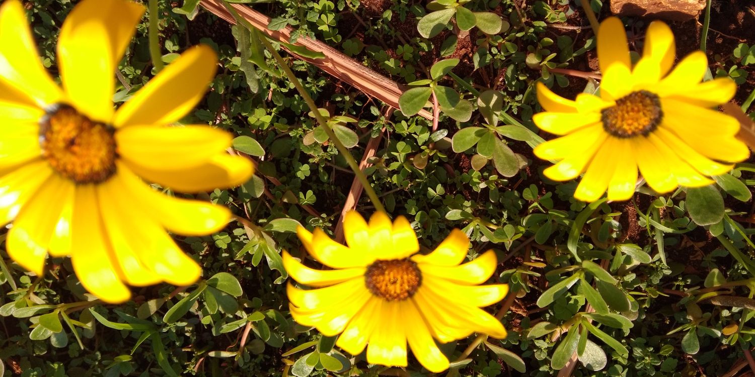 BellsN16's profile banner image