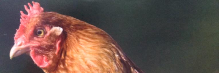 chickens___'s profile banner image
