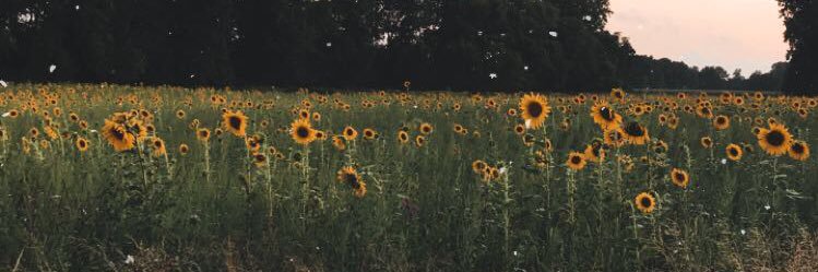 hannahgrmlch's profile banner image