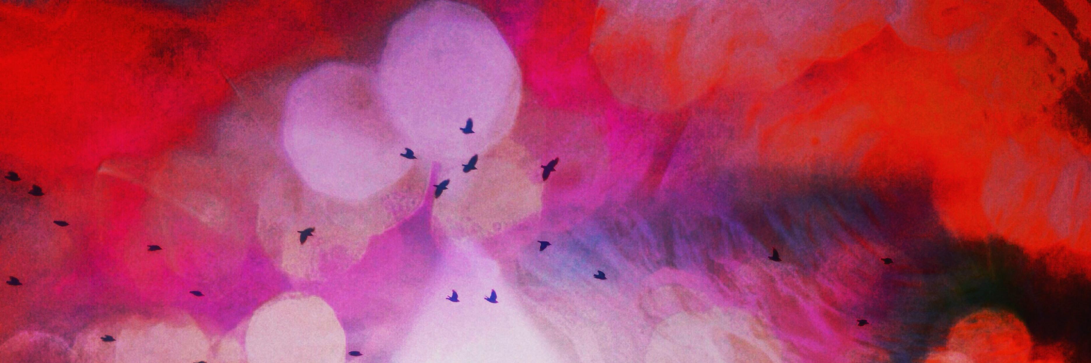 Bethany Mollenkof banner