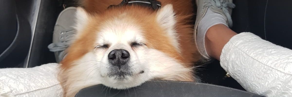 XOAT_'s profile banner image