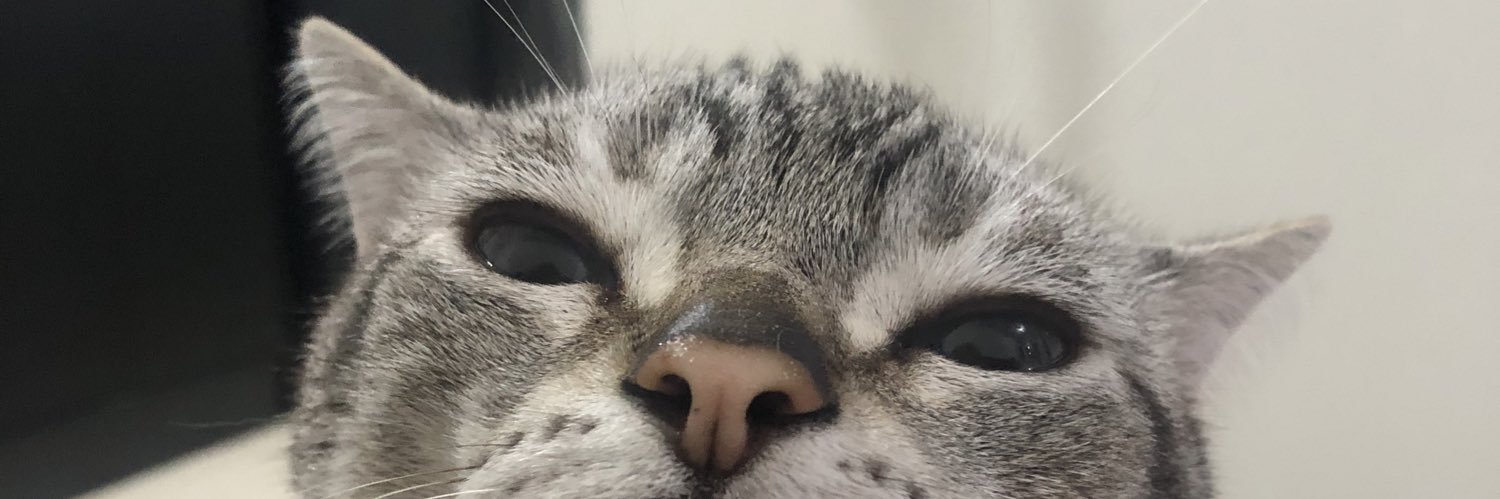gato miu banner
