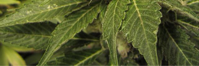 cannabispowers's profile banner image