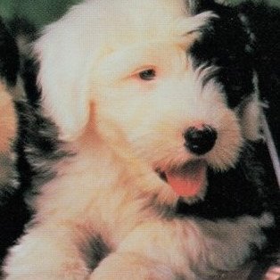 Auntie Sherry banner