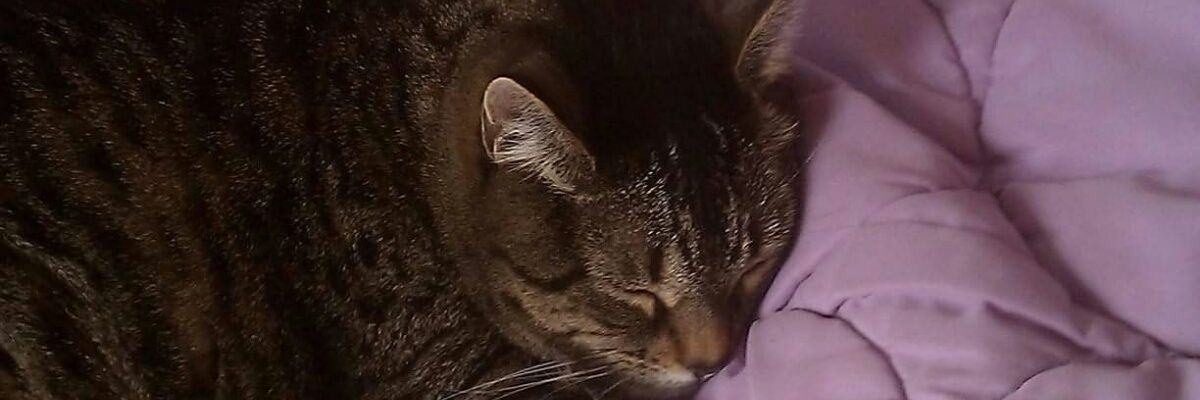 ShannonCarpent1's profile banner image