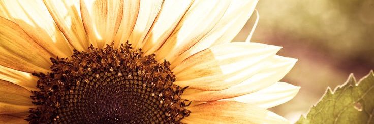 Malia_DeLorme's profile banner image