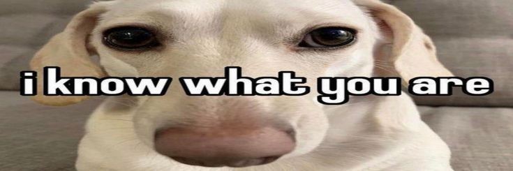 wheevvitch's profile banner image