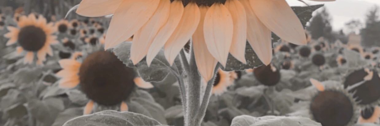 __BeautifulAshh's profile banner image
