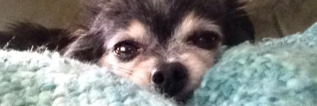 CheechChihuahua's profile banner image
