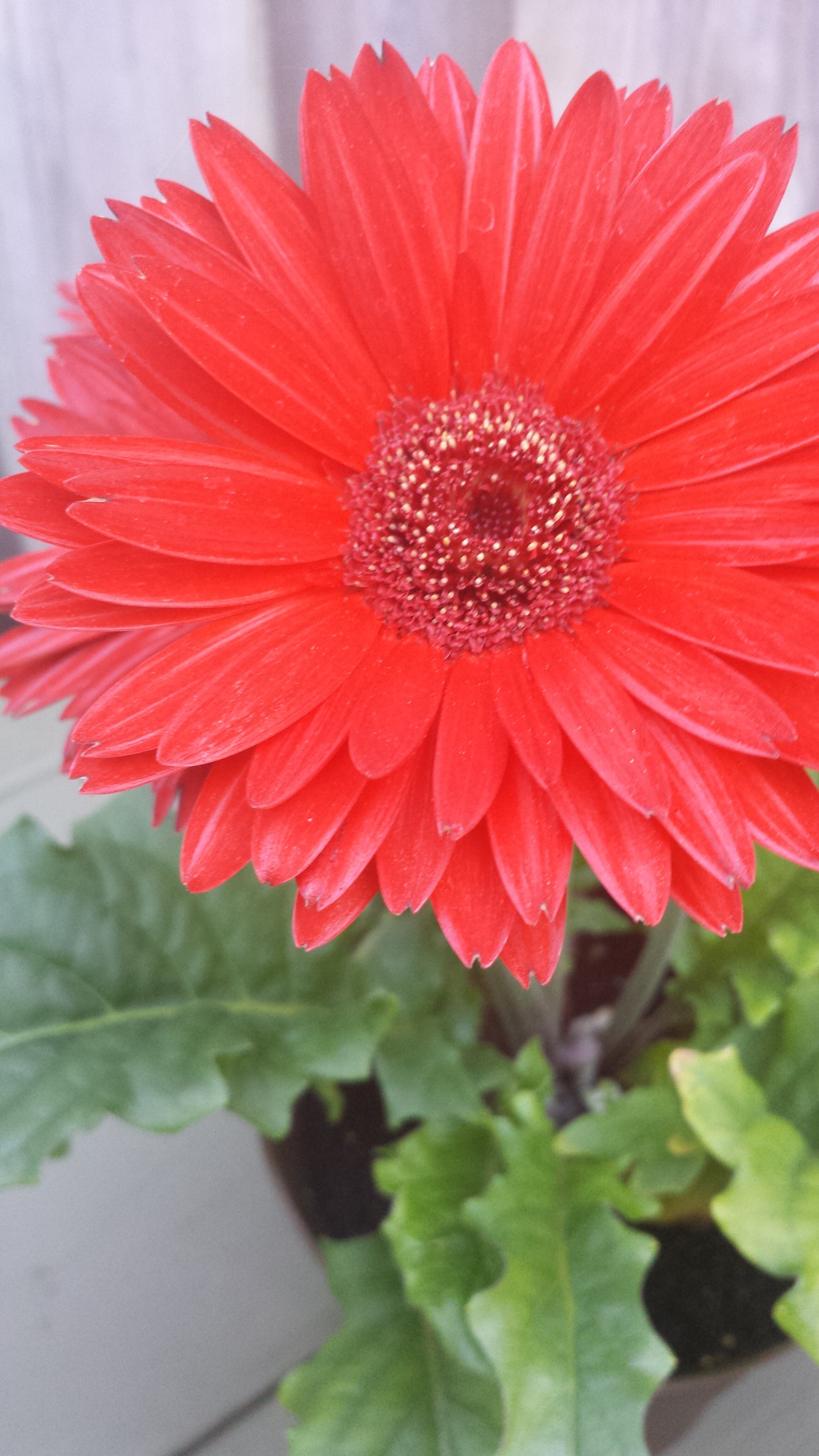 HaileyMosk's profile banner image