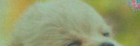 寿奈 banner