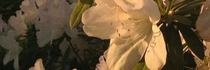 Seraphine. banner