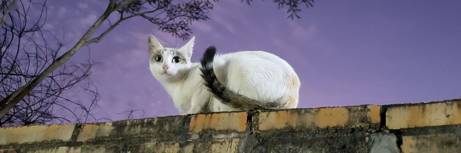 chiquinu's profile banner image