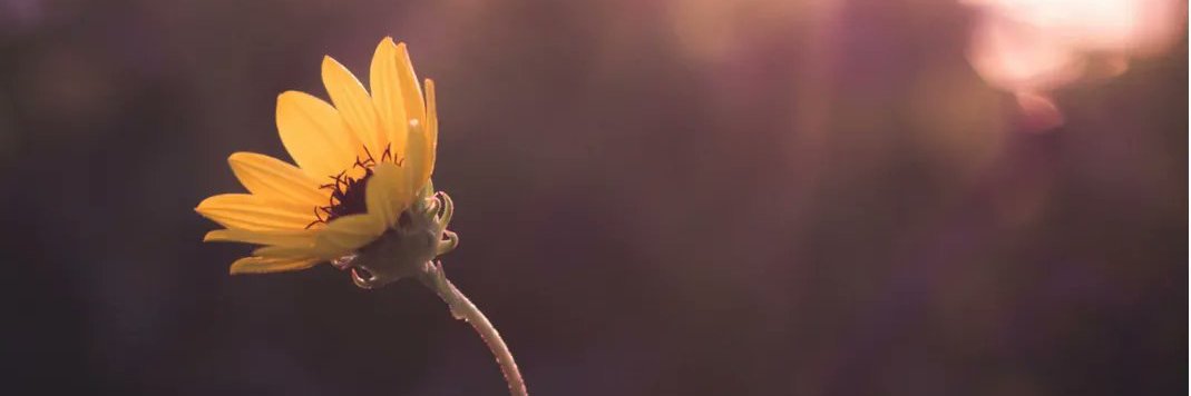 ODSktp's profile banner image