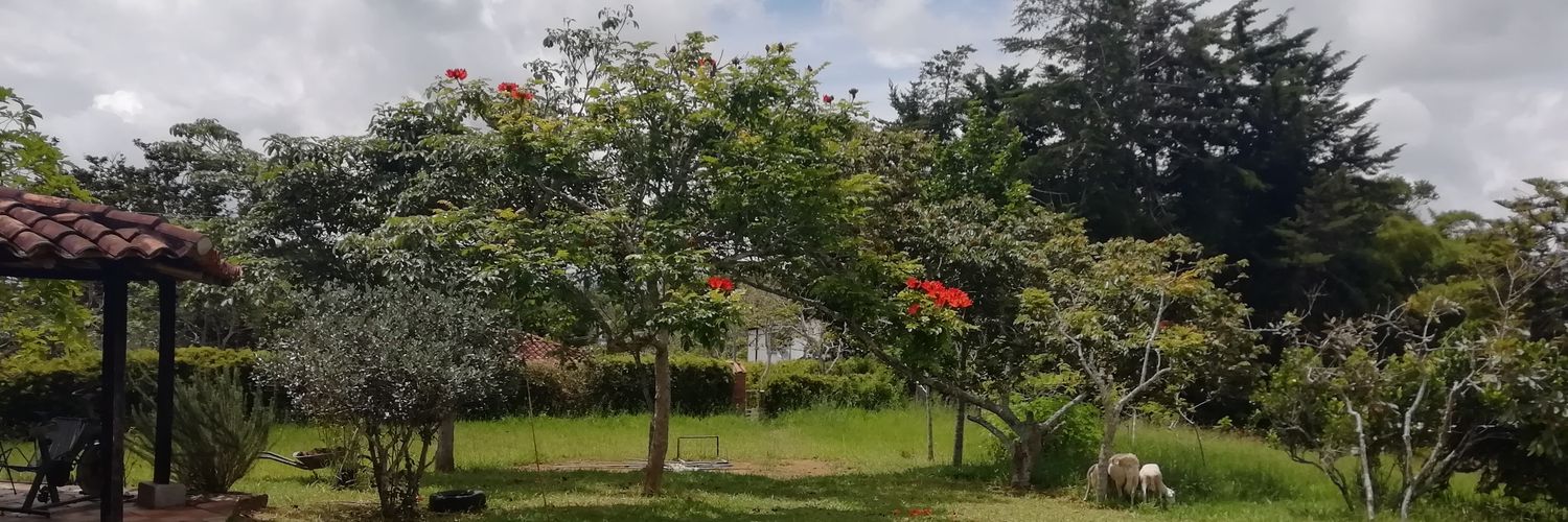aluz_ramirez's profile banner image