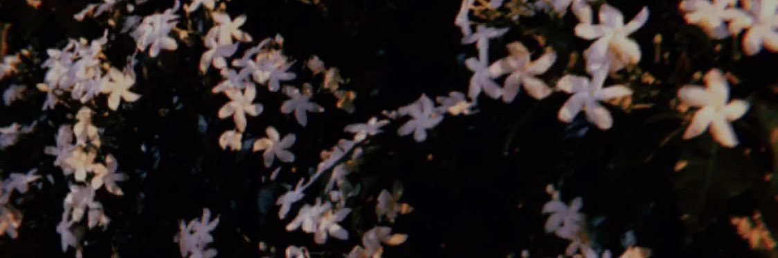MINA banner