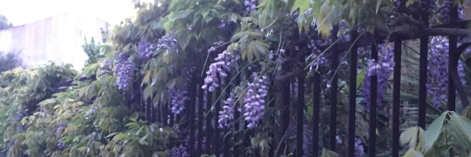 sandra_piucci's profile banner image