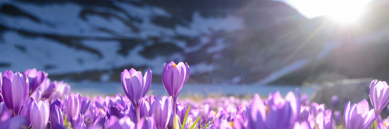 Michelle Mains banner