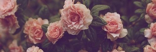 alizze05's profile banner image