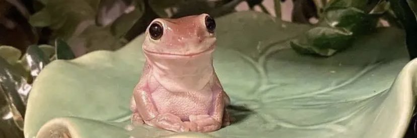 JC_Ravioli's profile banner image