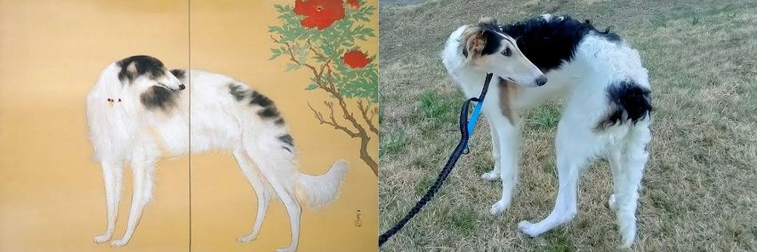 ボルゾイ🏝️がっちゃん（MAX改め） banner