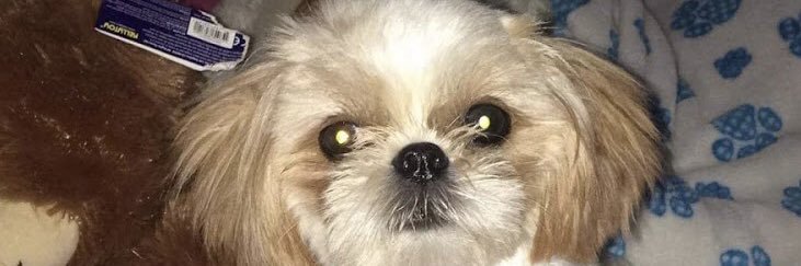 carriesilva_'s profile banner image
