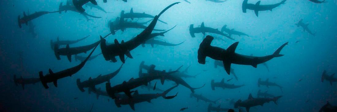 Shark_Einstein's profile banner image