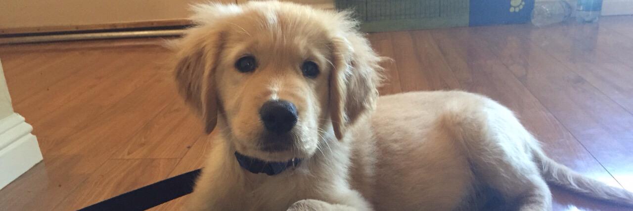 joeyretriever's profile banner image