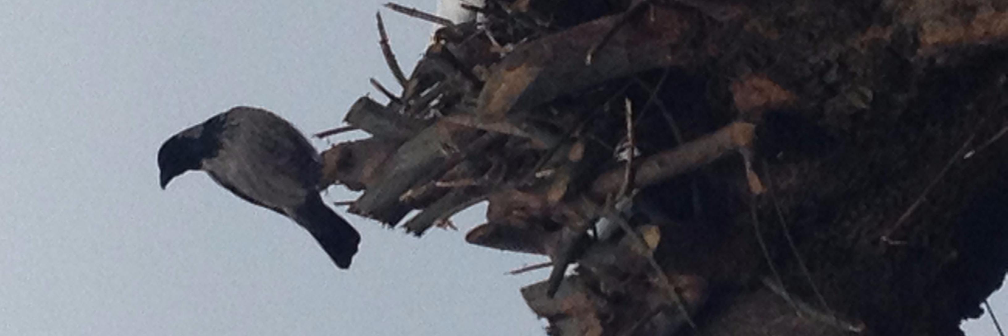 solovey_omen's profile banner image
