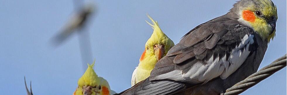 WalkInAviary's profile banner image