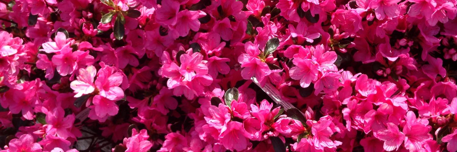 nutsclarinetist's profile banner image