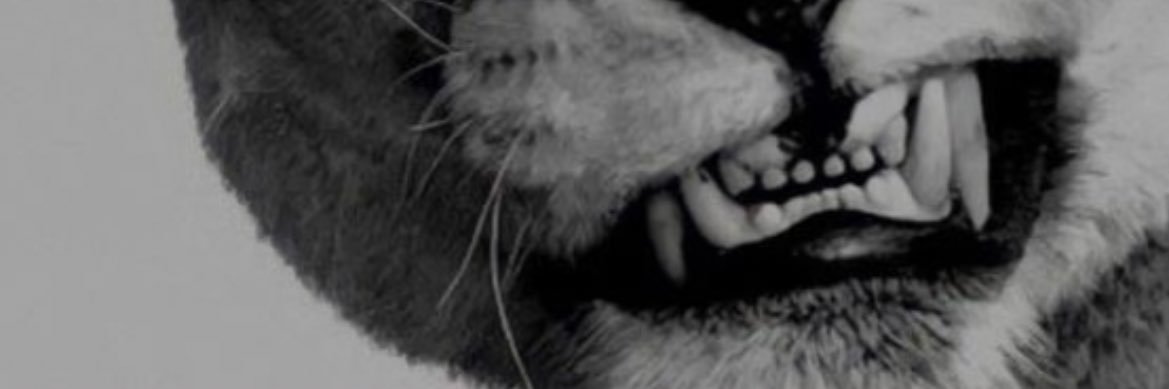 aysellff's profile banner image