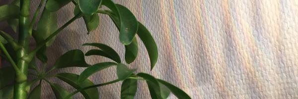 kildaphew Profile Banner