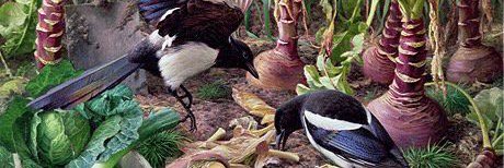 The Magpie Tiding banner