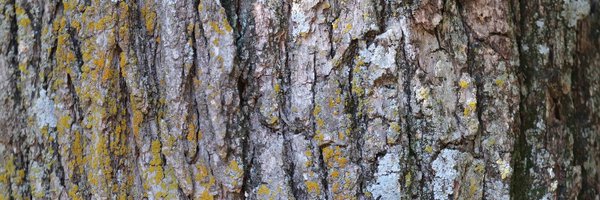 dredcronin Profile Banner