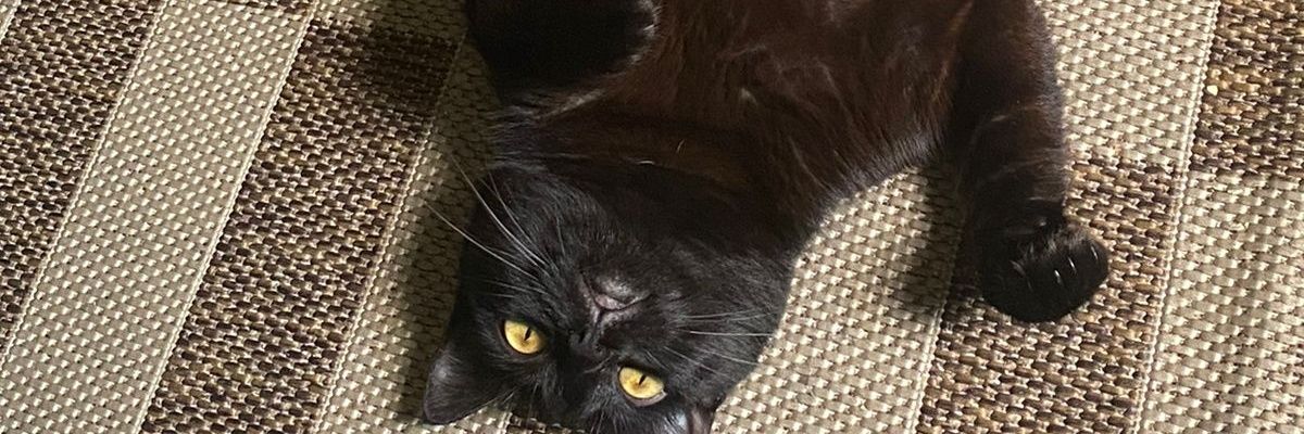 Gustowiskiii's profile banner image