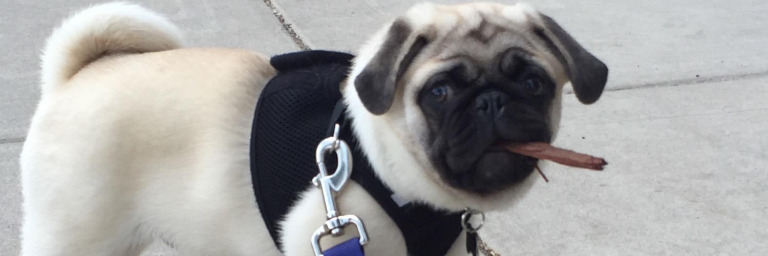 NoLibsPug's profile banner image