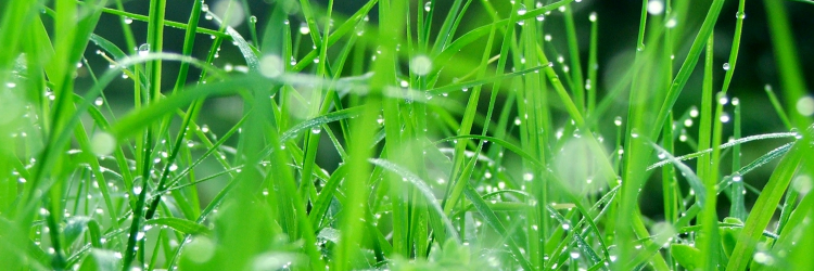 Naturablemente's profile banner image