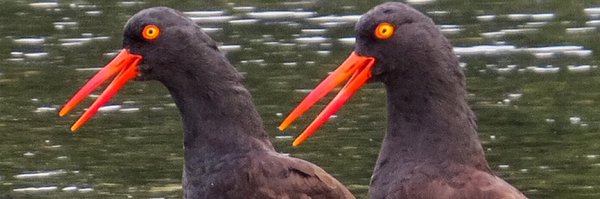 DustypupVI Profile Banner