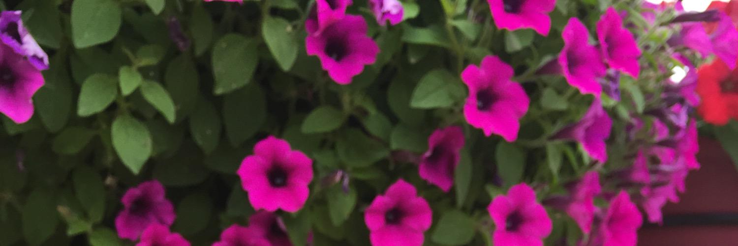 usagitaro12's profile banner image