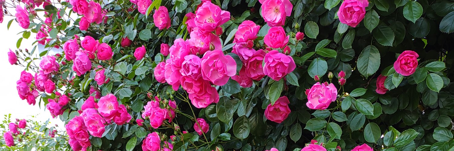 cocca126's profile banner image