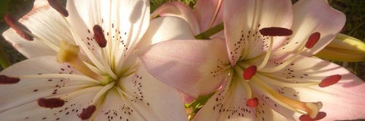 bloomt91's profile banner image